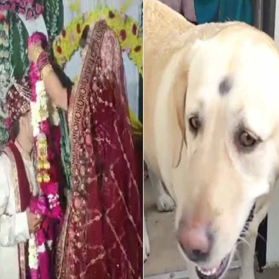 A wedding was called off after a dispute over the groom's family beating up the bride's pet dog dgtl