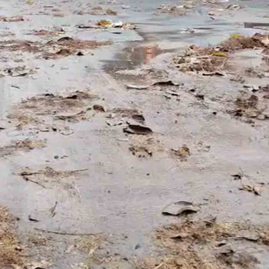 হুগলির ব্যান্ডেলের রাস্তায় পড়ে আছে ঝরে যাওয়া আমের মুকুল। 