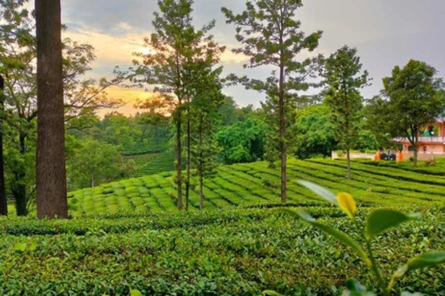 পালমপুরের শোভা বাড়িয়েছে চা-বাগিচা।