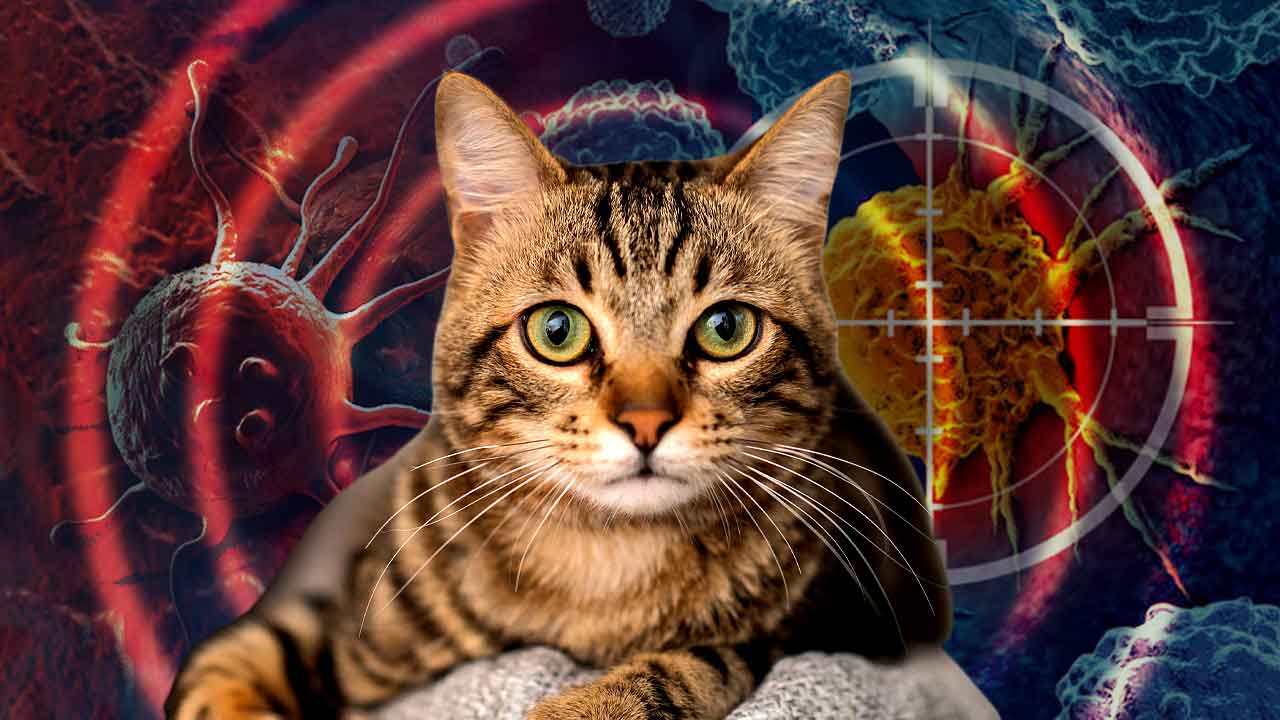 New study analysed Cats DNA may hold clues for human cancer treatment