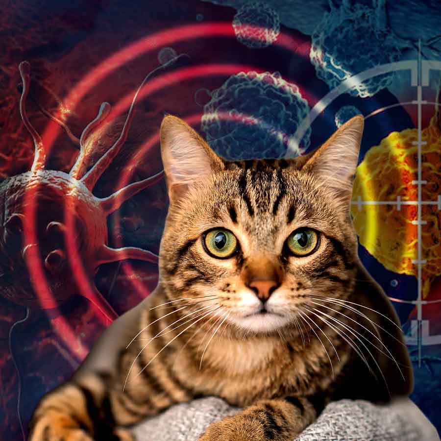 New study analysed Cats DNA may hold clues for human cancer treatment