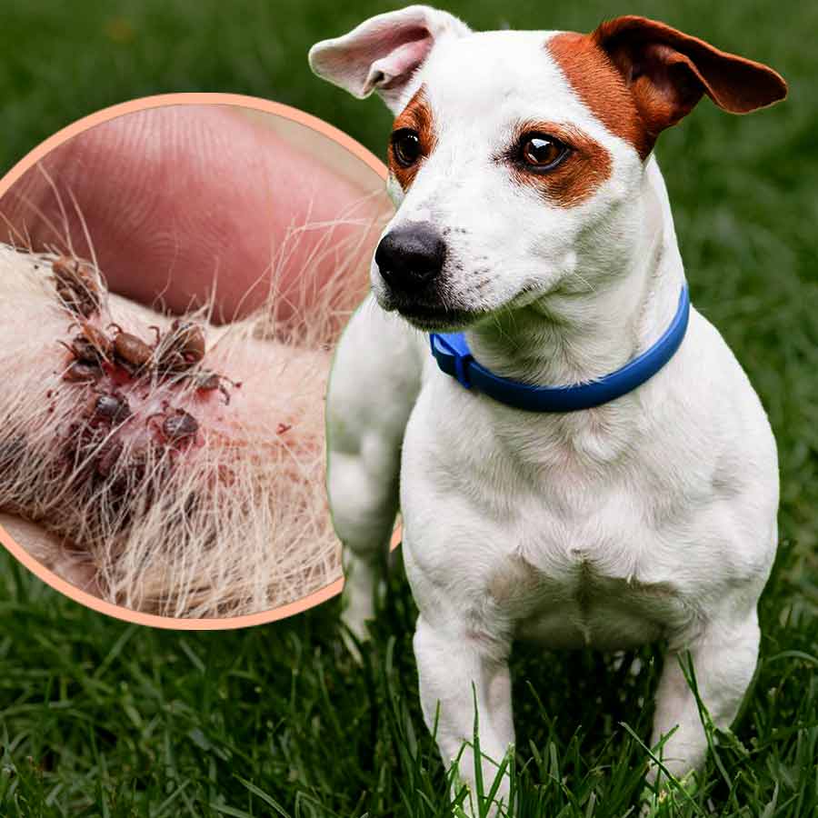 পোষ্যের জন্য ‘টিক কলার’ কী ভাল? কী ভাবে কাজ করে এটি?