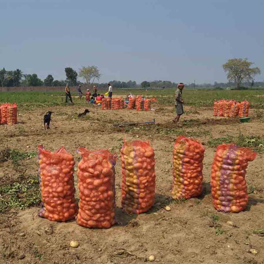 Potatoes are sold at double price in market causing losses to the Farmers