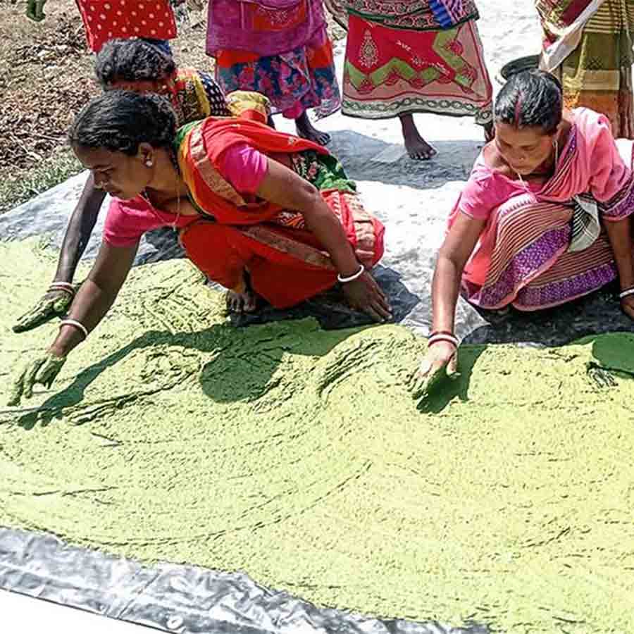 Abir are being made from Spinach, beet and Neem at balarampur due to crisis of Palash flower