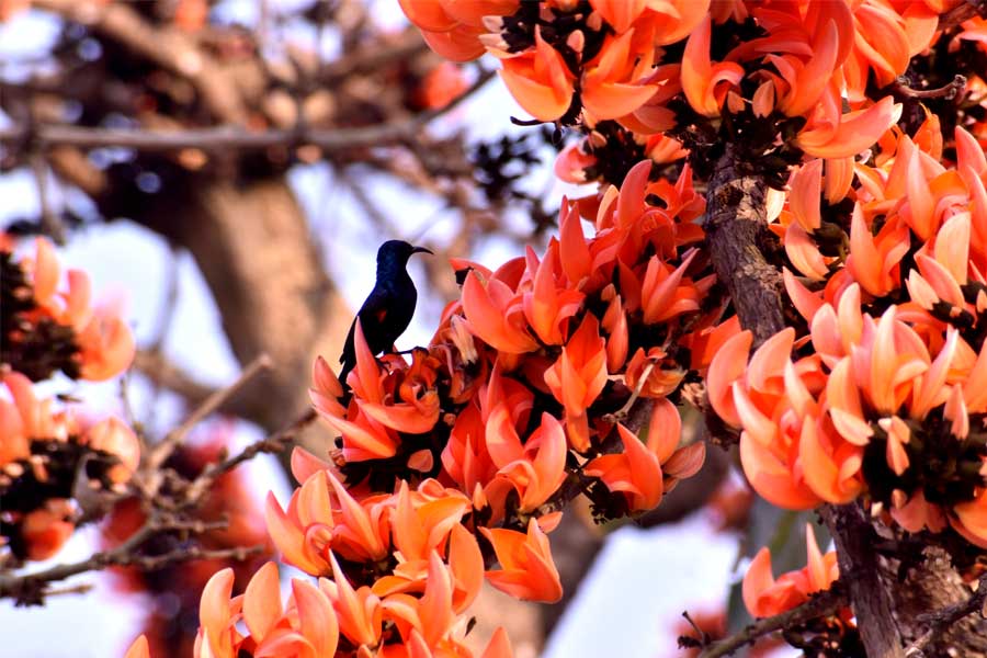 বসন্তের বাঁকুড়ায় এমনই শোভা পায় পলাশ।