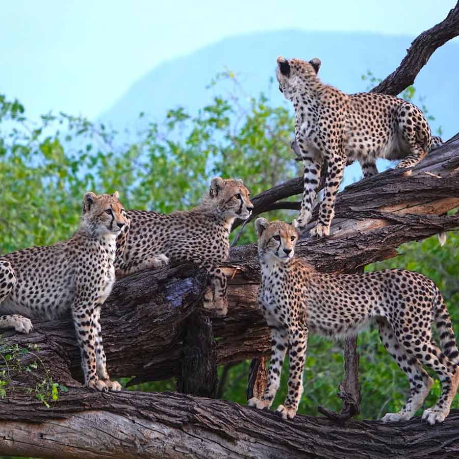 আফ্রিকান উপপ্রজাতির চিতা।