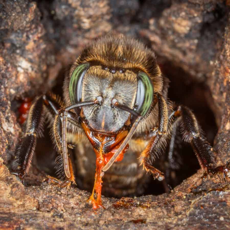 Amazonian stingless bees