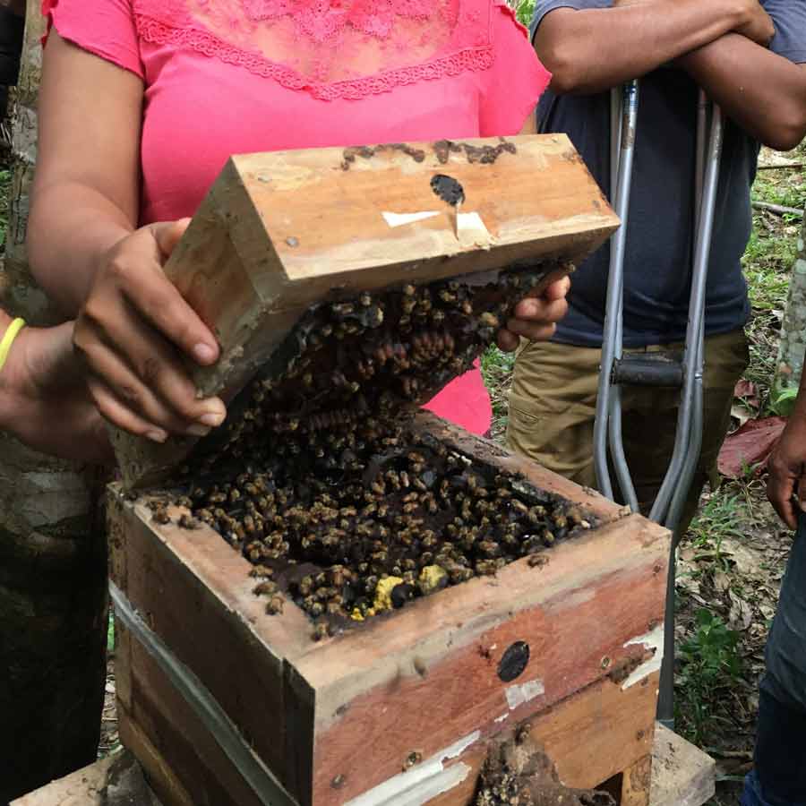 legal rights of insects in Peru