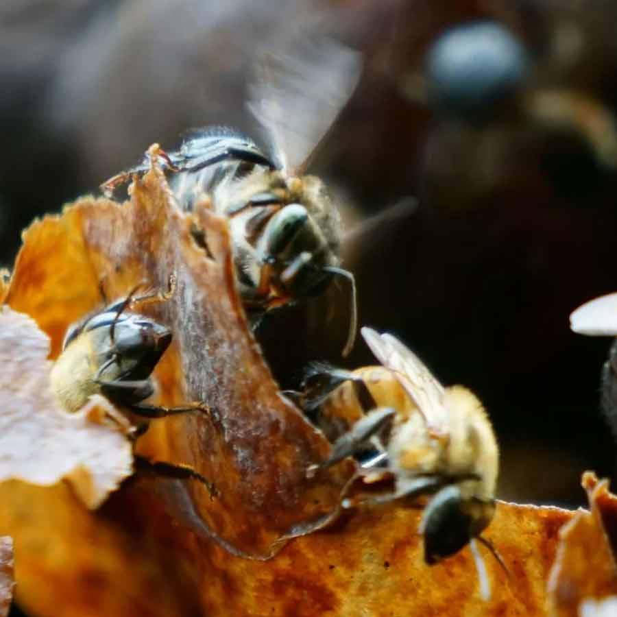 legal rights of insects in Peru