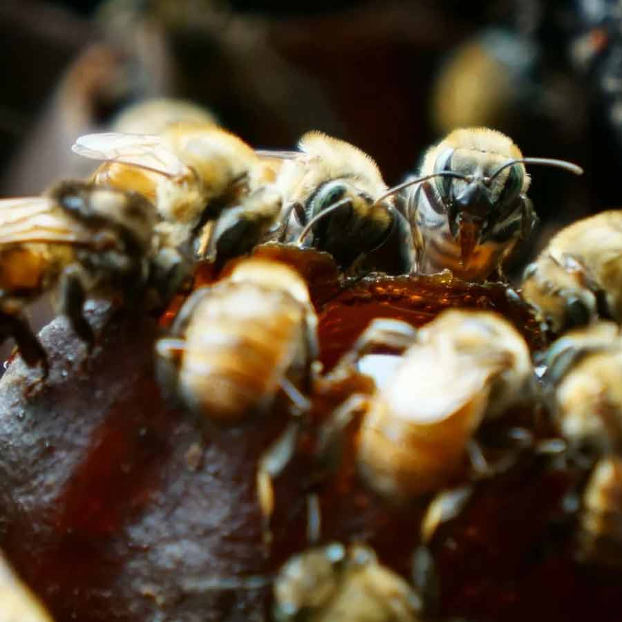 legal rights of insects in Peru