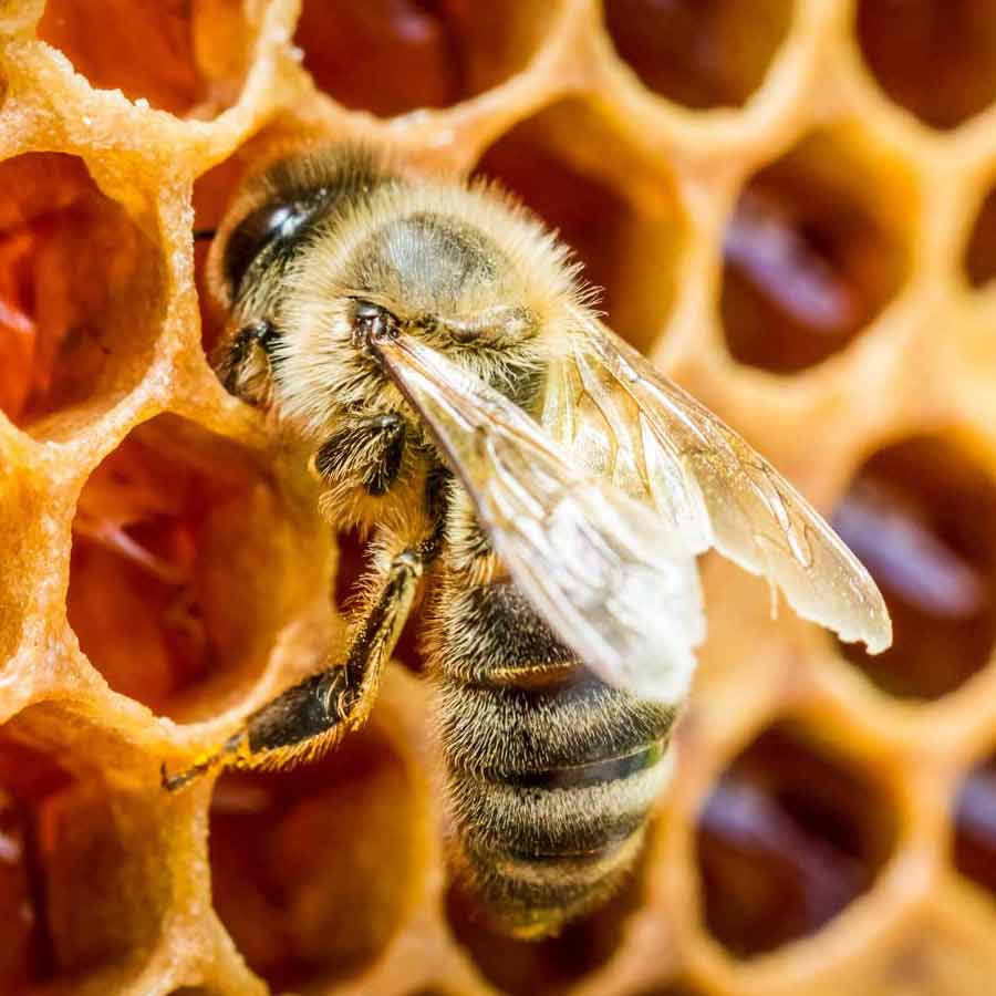 legal rights of insects in Peru