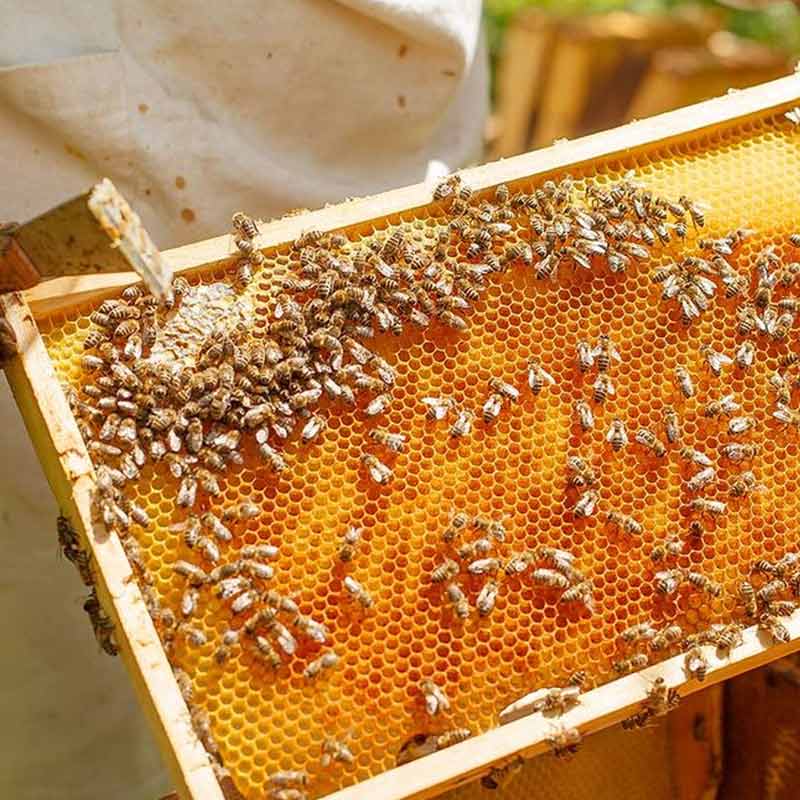 legal rights of insects in Peru