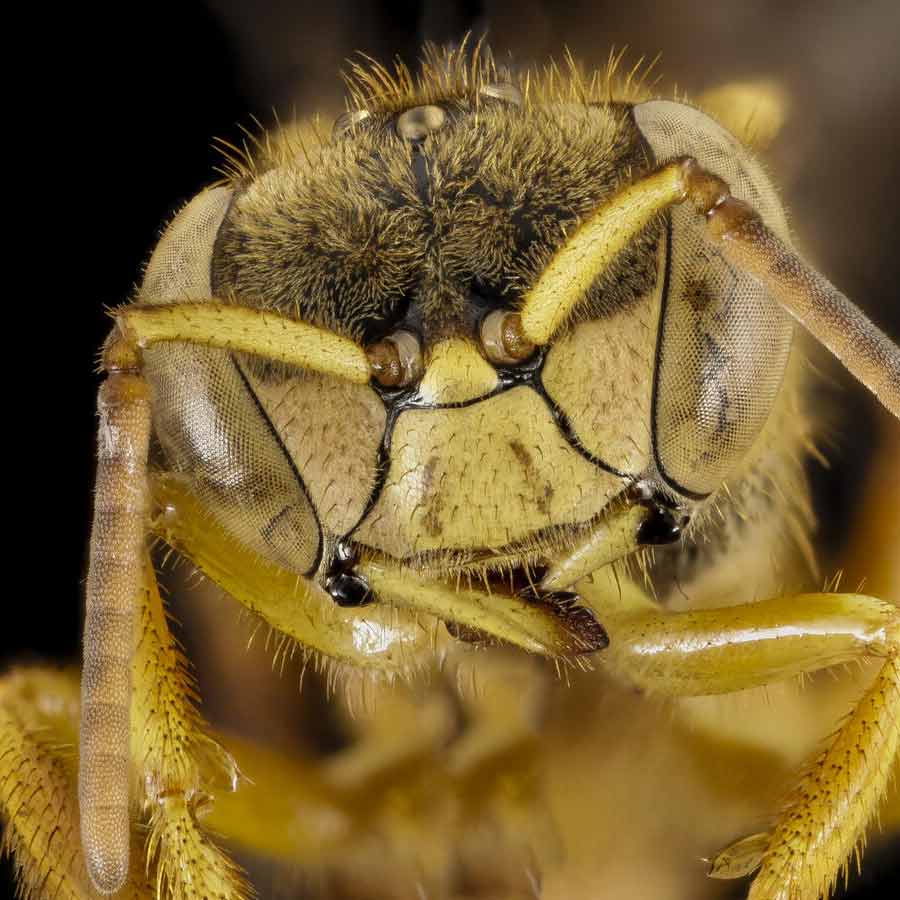 legal rights of insects in Peru