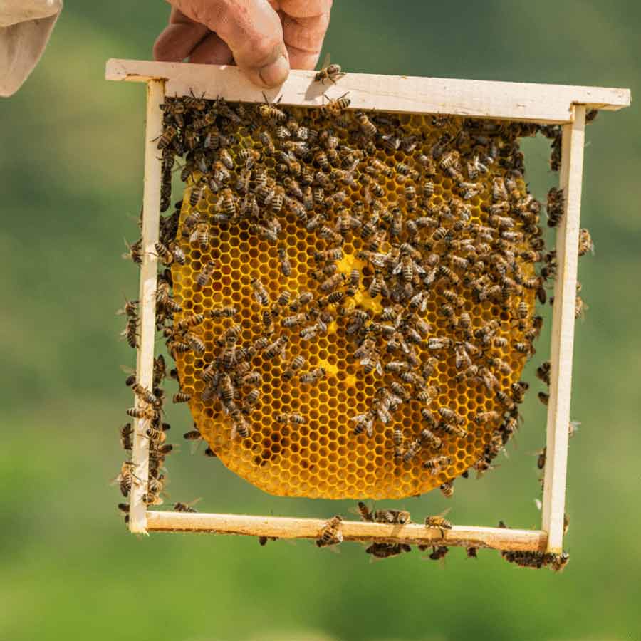 legal rights of insects in Peru