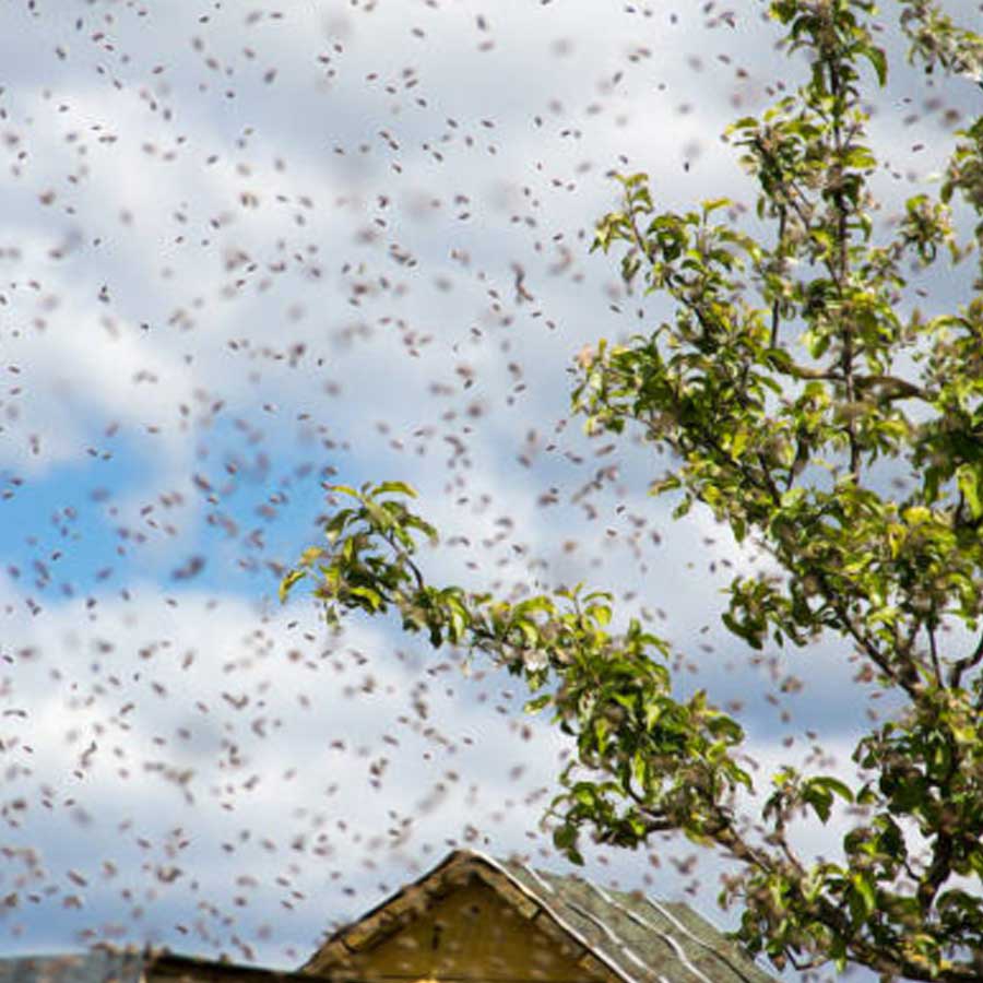 Top 10 Prophecies of Baba Vanga, Nostradamus and living Nostradamus for 2026