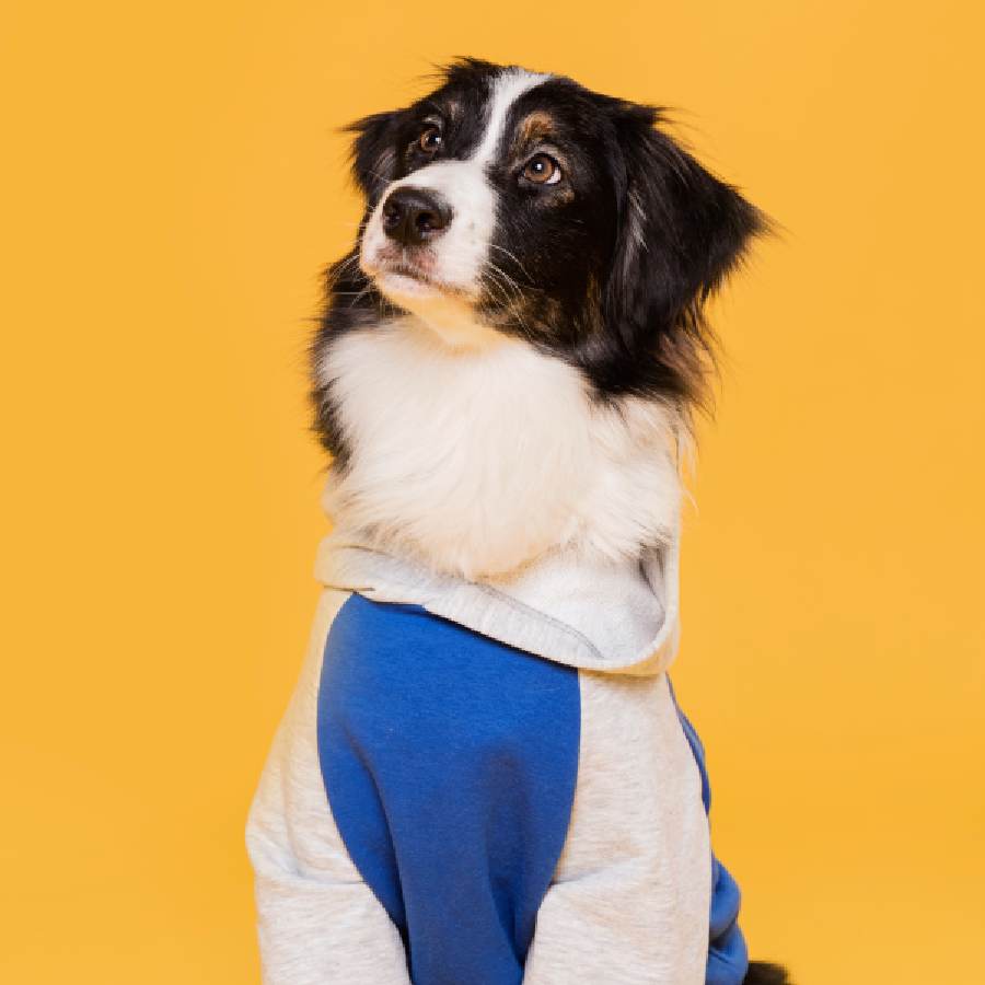 New Year, New Habits Ultimate Guide to Setting Goals with Your Dog dgtl