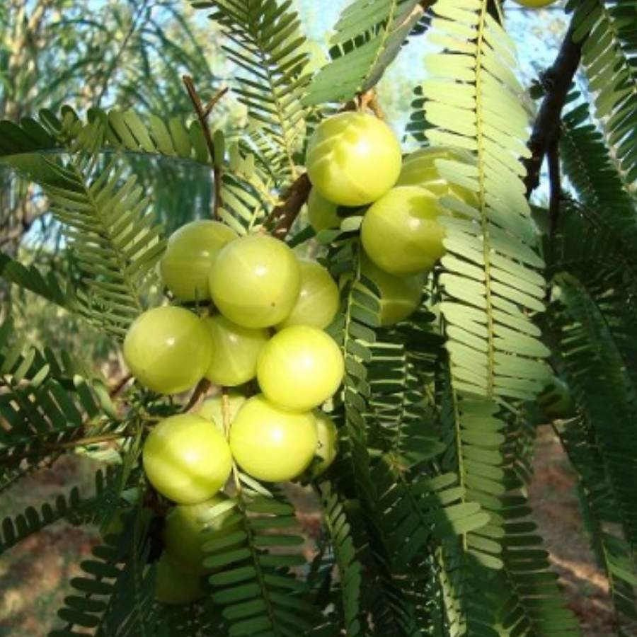 ছবি: সংগৃহীত।