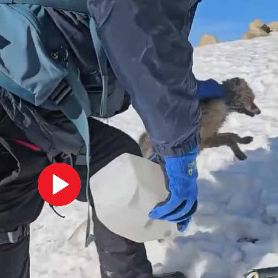 Video shows mountaineer rescue baby fox from snow-covered road after its head stuck in Plastic container