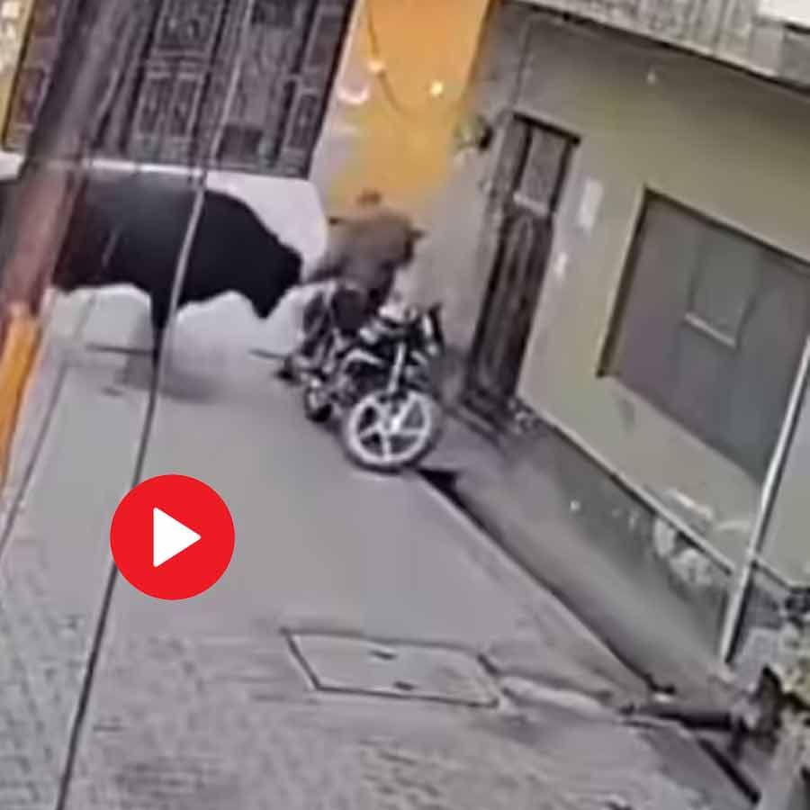 Video shows bull charge at old man after he pelted stone at the animal