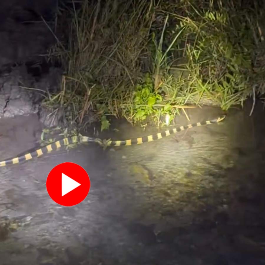 highly venomous snake moving calmly through water