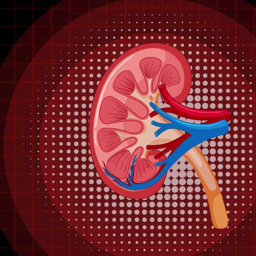 The Harvard Stem Cell Institute is developing new therapies to repair kidney damage