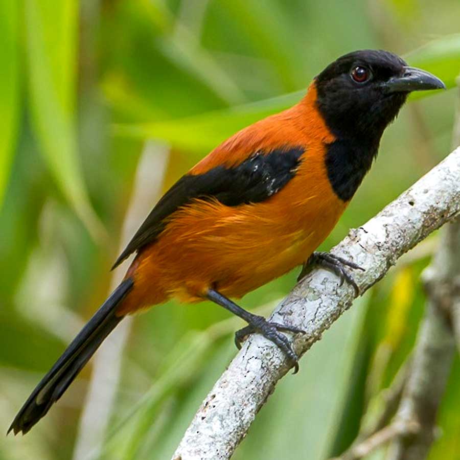 The hooded pitohui, a bird found in New Guinea, carries poison in its feathers and skin dgtl