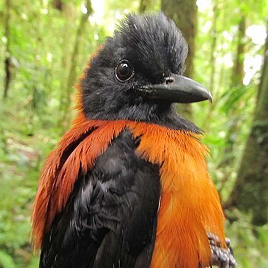 A colourful and toxic bird