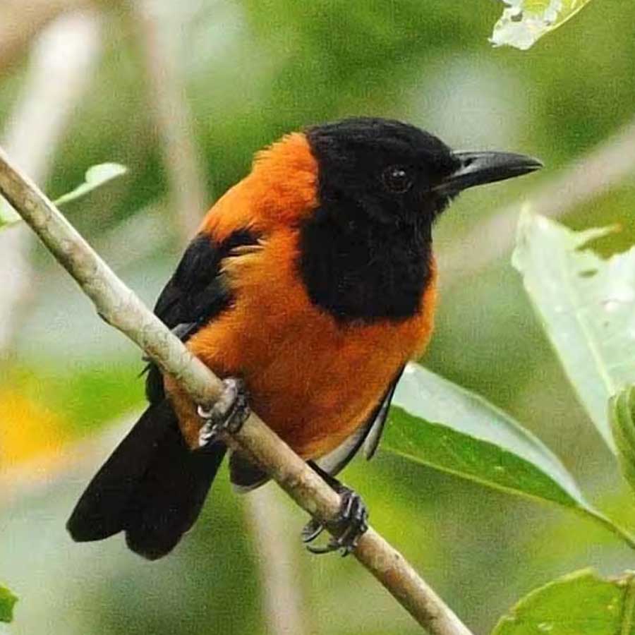 A colourful and toxic bird