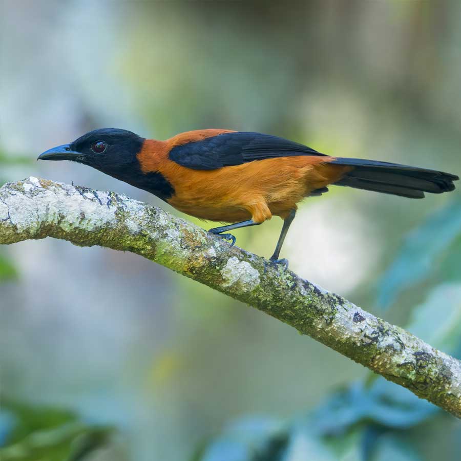 A colourful and toxic bird