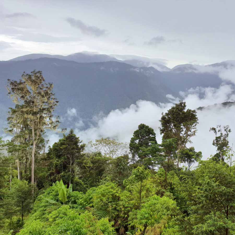 A colourful and toxic bird