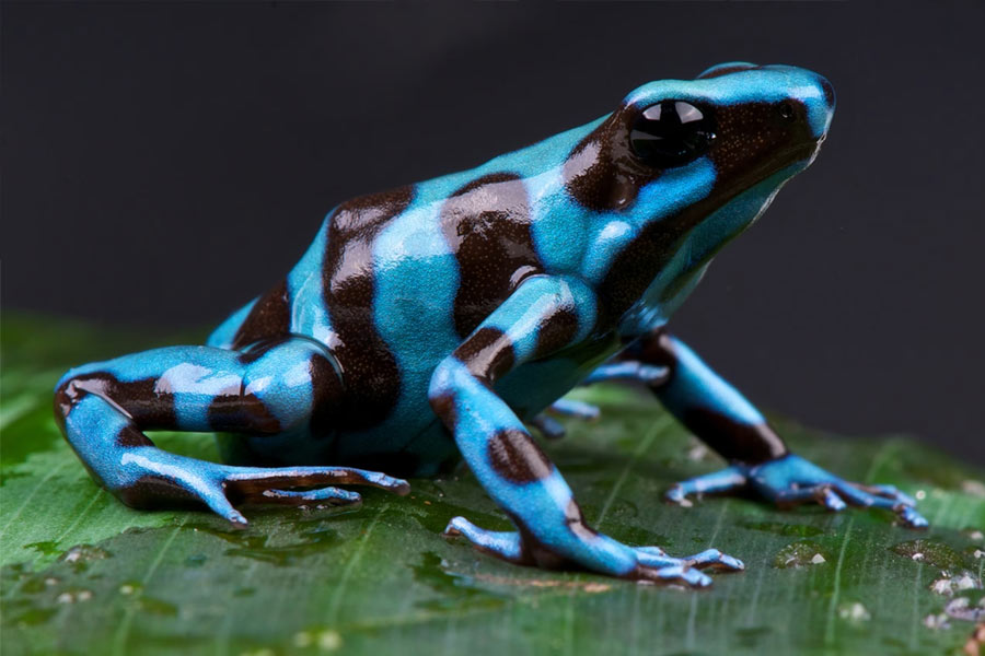 A colourful and toxic bird