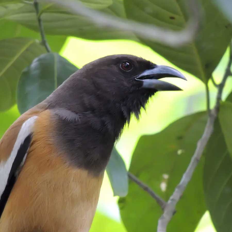 A colourful and toxic bird