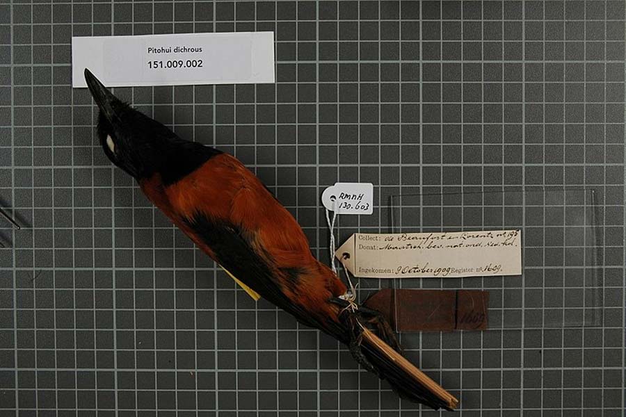 A colourful and toxic bird