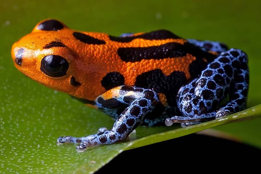 A colourful and toxic bird