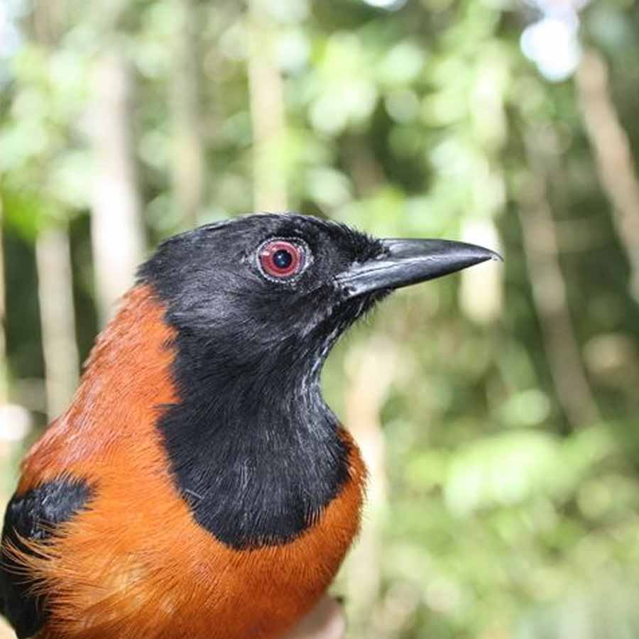 A colourful and toxic bird