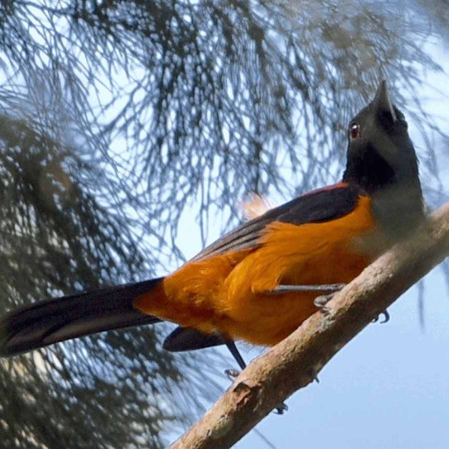 A colourful and toxic bird