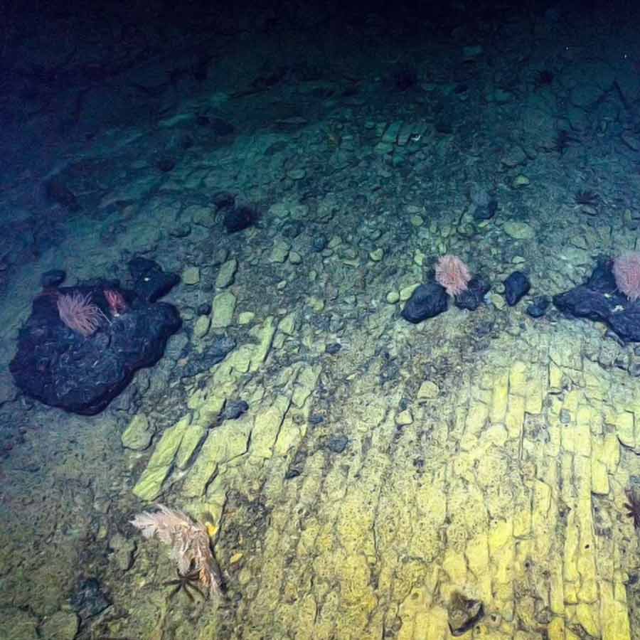 Road made of Brick-Like Yellow structure found on Pacific Ocean floor in 2022 and stunned scientist
