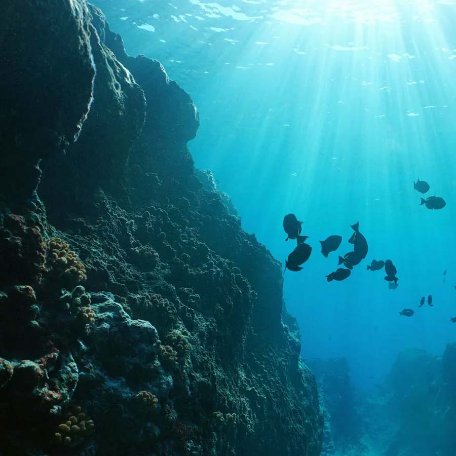 Road made of Brick-Like Yellow structure found on Pacific Ocean floor in 2022 and stunned scientist