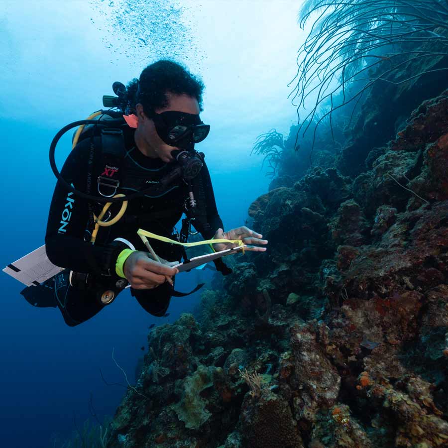 Road made of Brick-Like Yellow structure found on Pacific Ocean floor in 2022 and stunned scientist