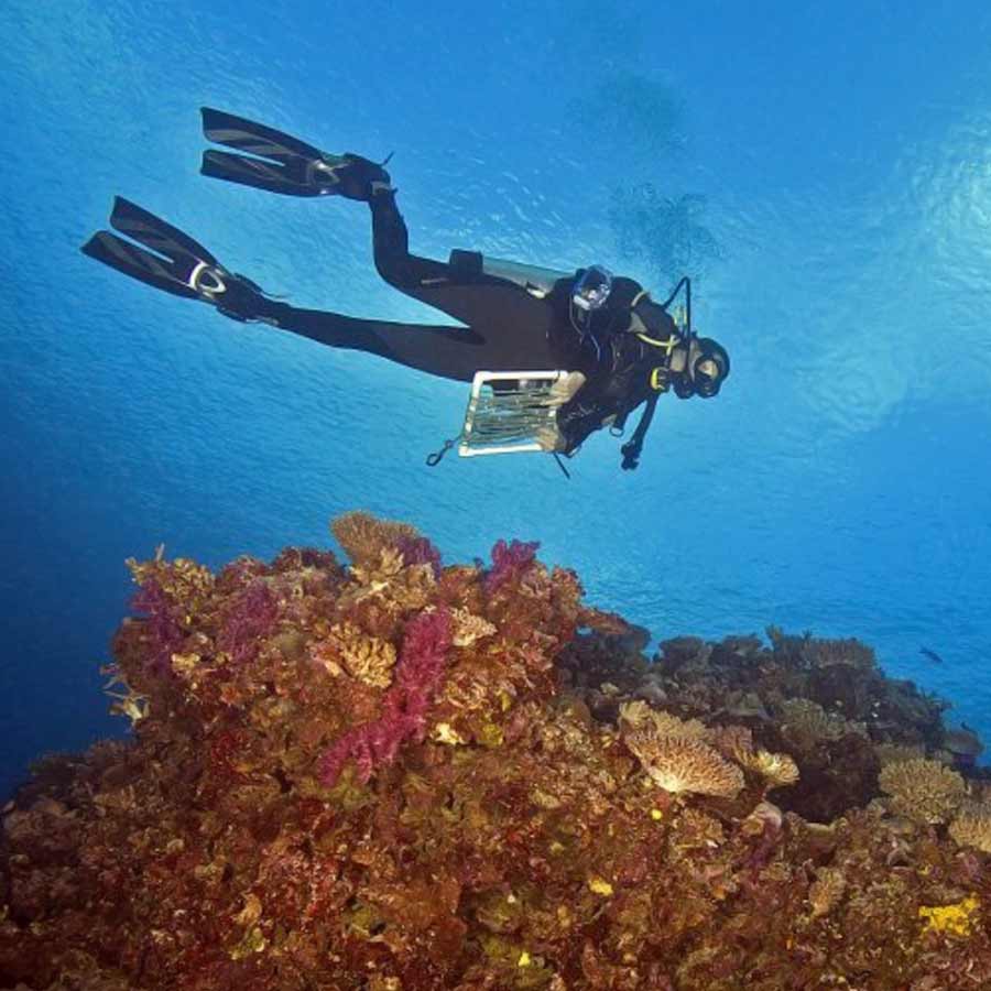 Road made of Brick-Like Yellow structure found on Pacific Ocean floor in 2022 and stunned scientist