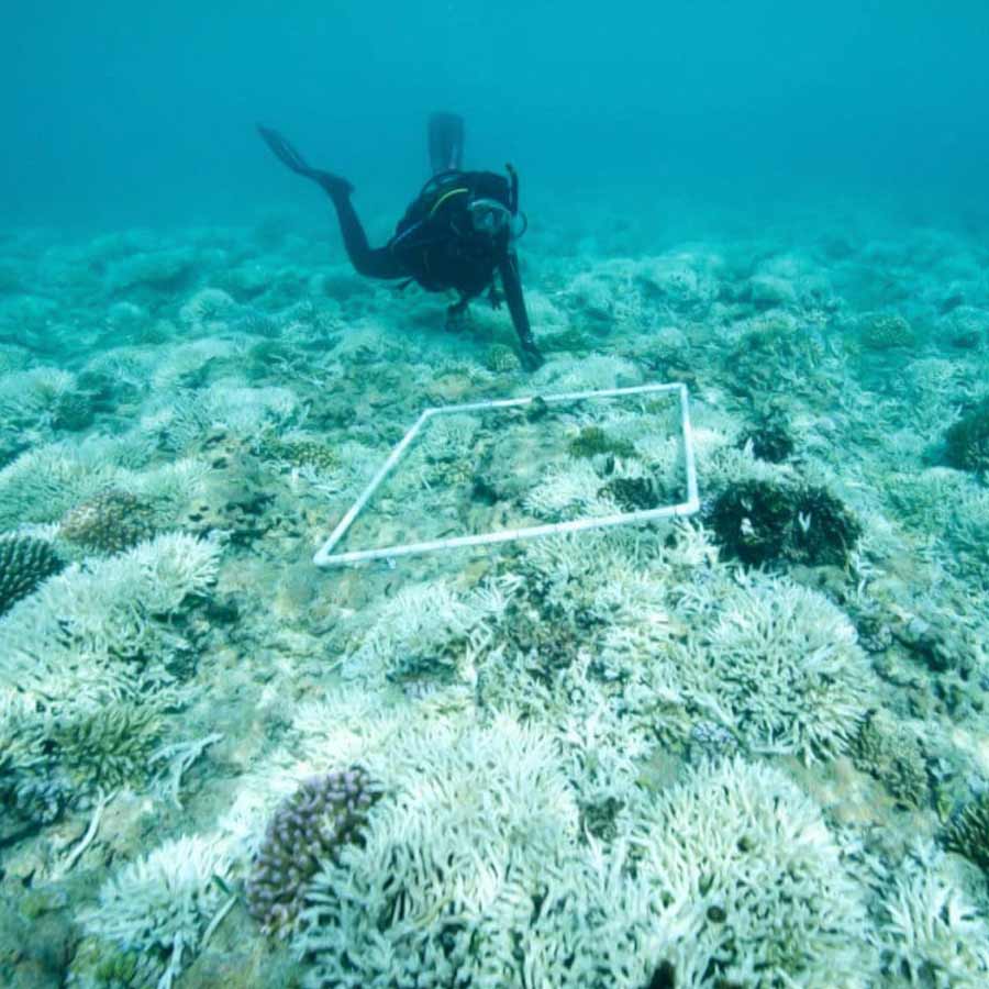 Road made of Brick-Like Yellow structure found on Pacific Ocean floor in 2022 and stunned scientist