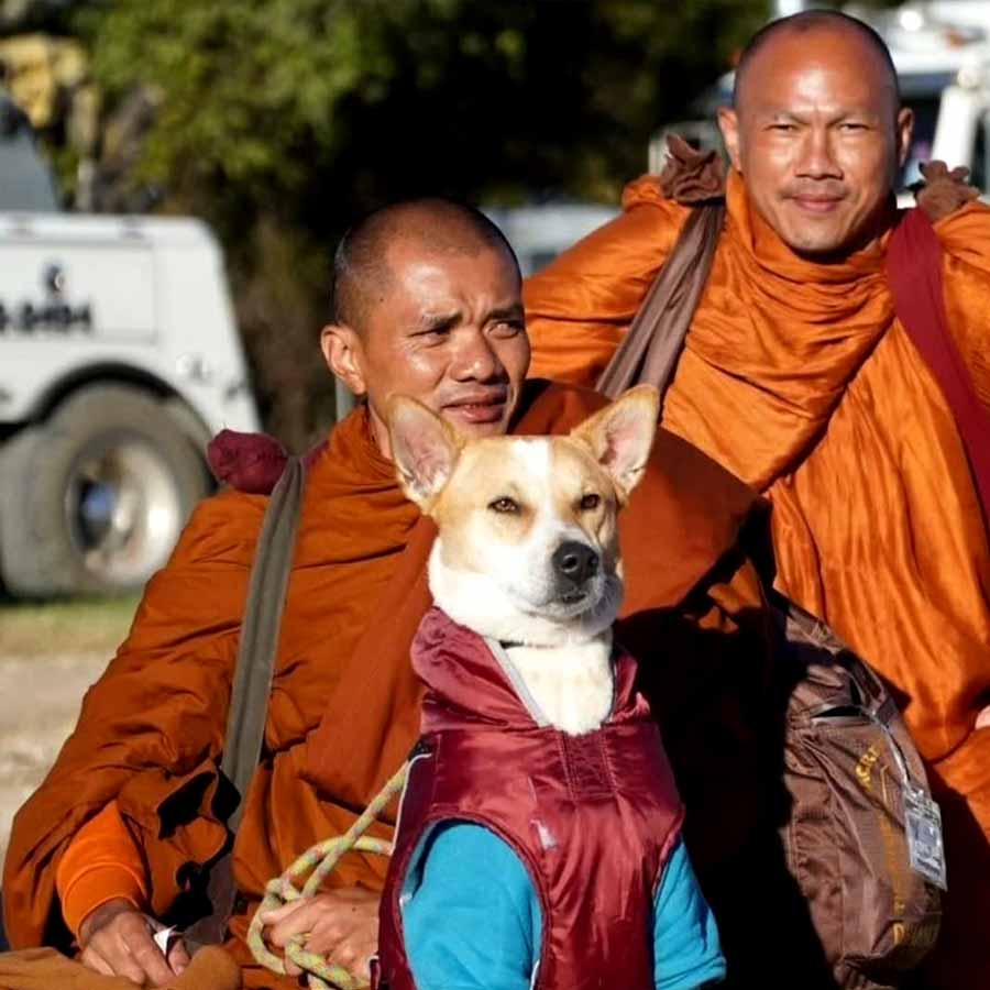 Aloka, a dog Leading 19 Buddhist Monks on 2,300 Mile Peace Walk Across the US