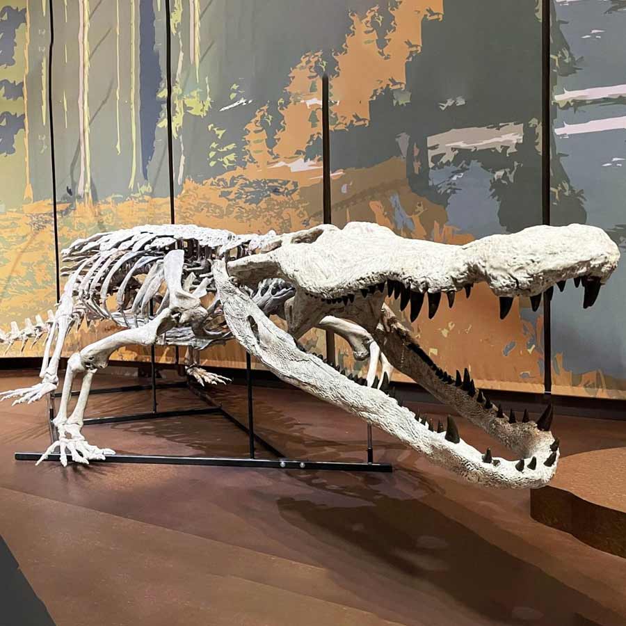 জর্জিয়ার টেলাস সায়েন্স মিউজ়িয়ামে ‘ডিনোসুচাস স্কুইমেরি’-র পূর্ণাঙ্গ জীবাশ্মের প্রতিকৃতি।