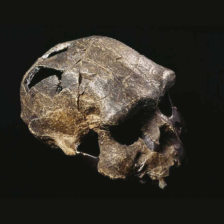 জাভা মানব বা হোমো ইরেকটাসের জীবাশ্ম।