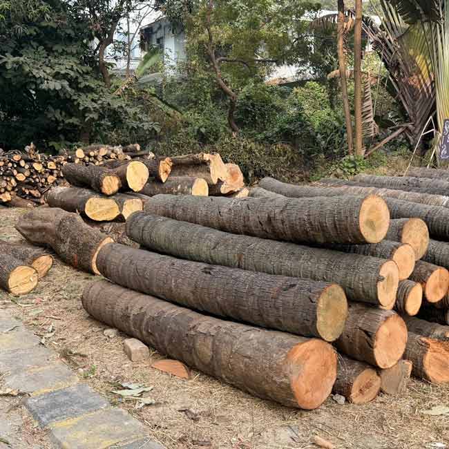 আইএসআই ক্যাম্পাসে পড়ে রয়েছে কাটা গাছ।