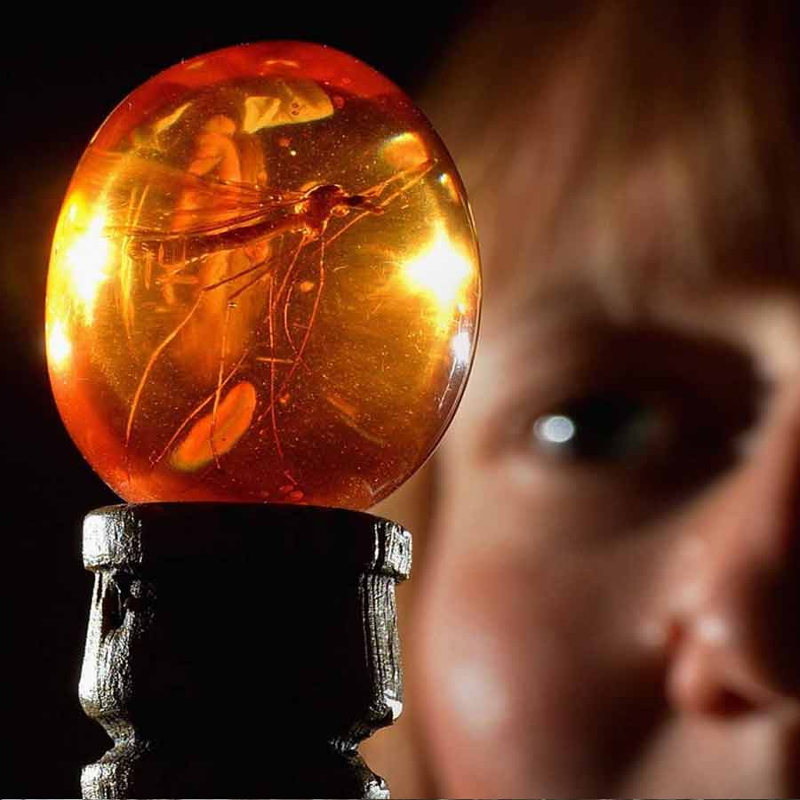 ছড়ির মাথায় বসানো রয়েছে মশার জীবাশ্ম। ১৯৯৩ সালে মুক্তি পাওয়া ‘জুরাসিক পার্ক’ সিনেমার দৃশ্য।