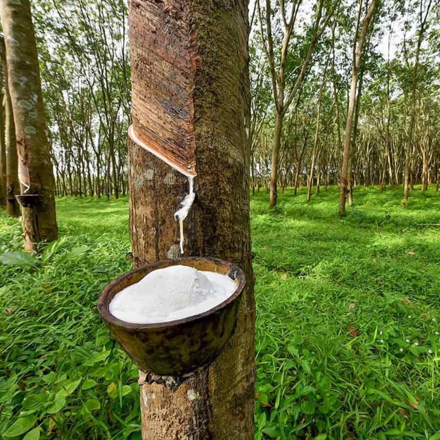 Ford's utopian city in the Amazon 