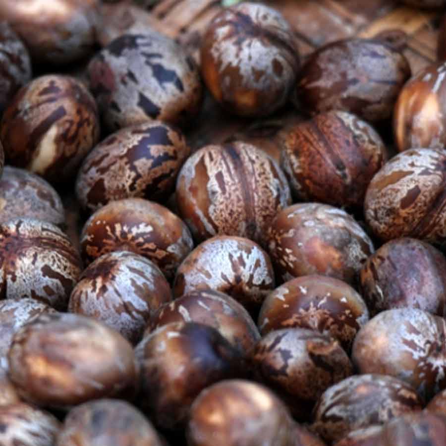 Ford's utopian city in the Amazon 