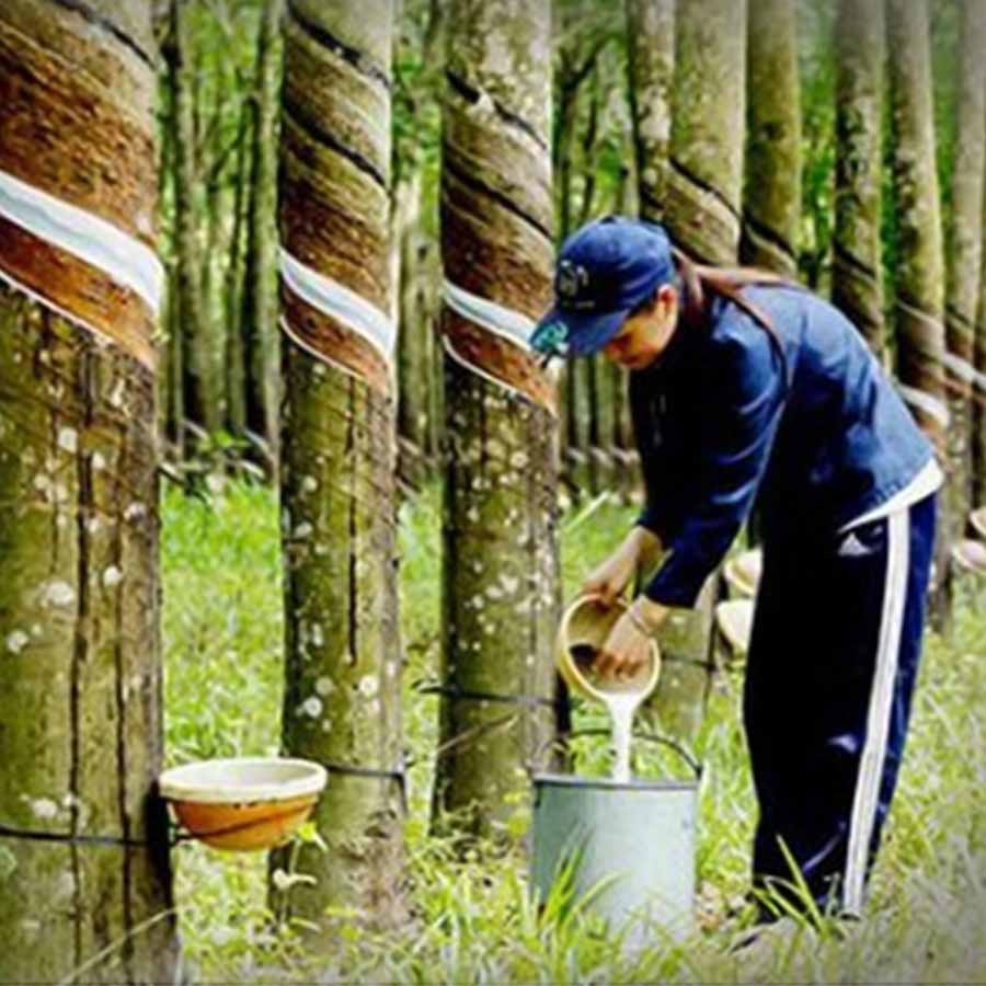 Ford's utopian city in the Amazon 