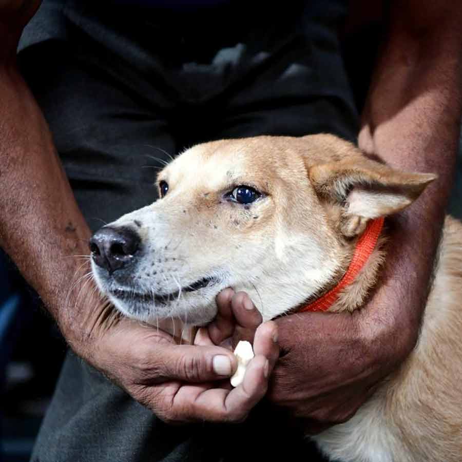 বুধবার পথকুকুর সংক্রান্ত মামলার শুনানি হয় সুপ্রিম কোর্টে।